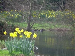 Daffodils by the pond