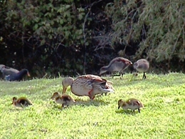 Friendly visitors to Coriander Cottages